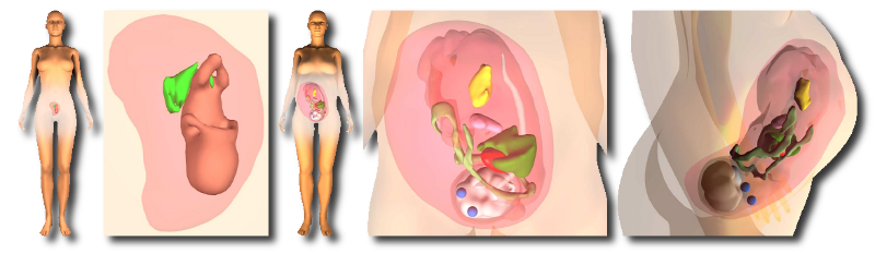 Utero-fetal unit and pregnant woman modeling using a computer graphics approach for dosimetry studies